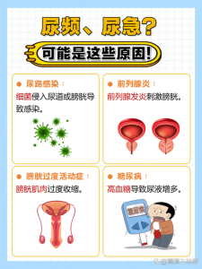 尿频尿急和前列腺有关吗?一文给你说清楚-两性知识丨两性健康--你想了解的我都知道