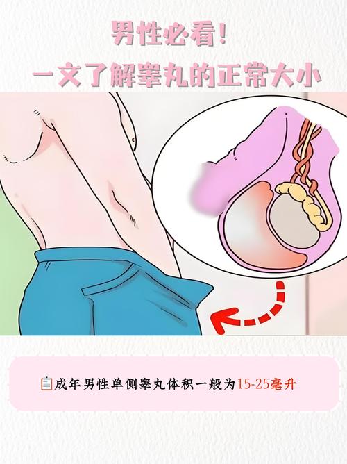 睾丸大小与性能力有关吗