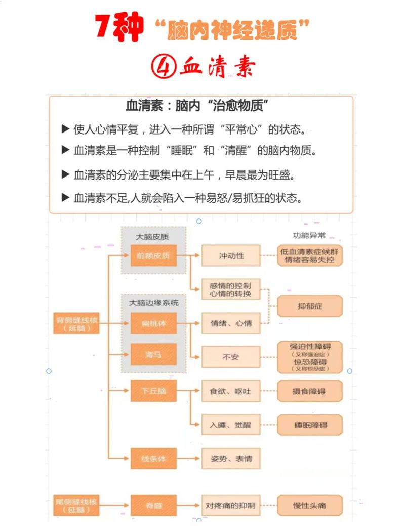 性欲和血清素水平有关吗