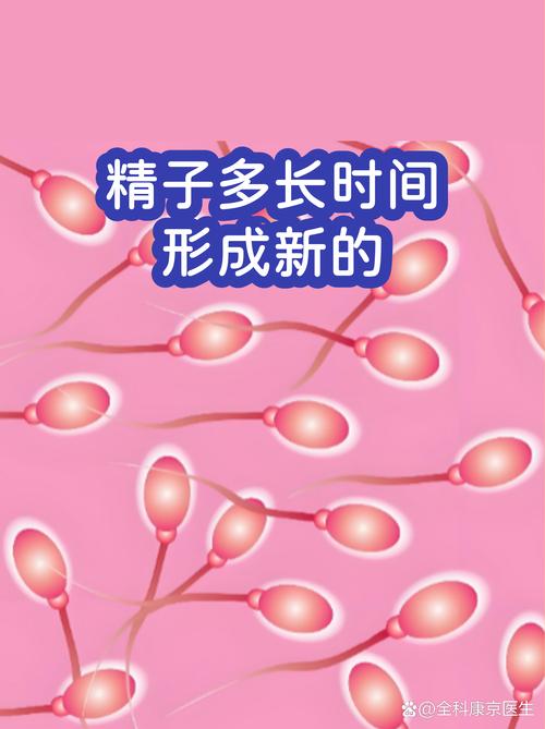 精子从生成到成熟要多久