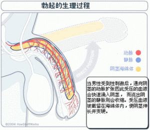 自慰后勃起变差,是伤到了吗-两性知识丨两性健康--你想了解的我都知道