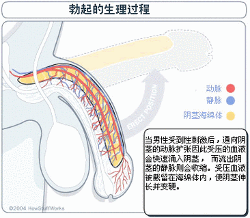 自慰后勃起变差,是伤到了吗