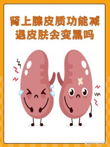 性欲低和肾上腺功能有关吗-两性知识丨两性健康--你想了解的我都知道