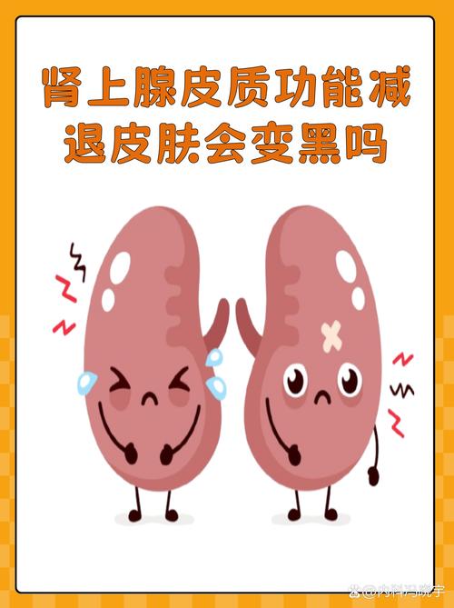 性欲低和肾上腺功能有关吗
