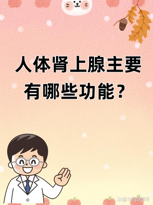 性欲低和肾上腺功能有关吗