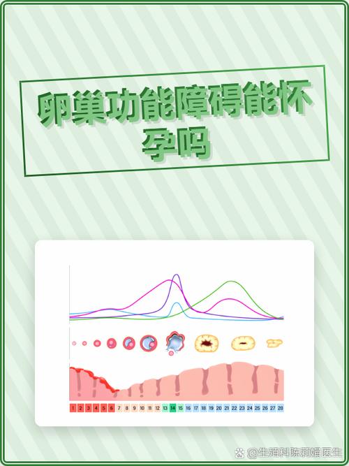 卵巢组织移植后生育机会多大