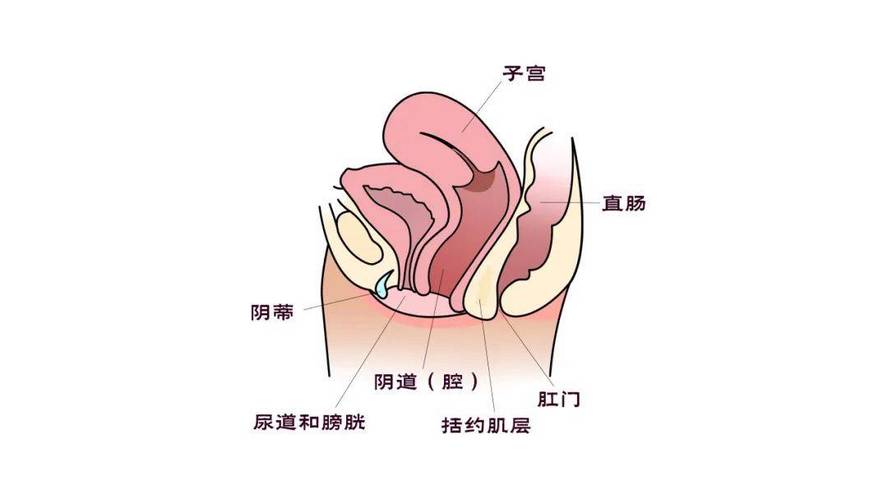 阴道松弛是盆底问题吗-相关配图
