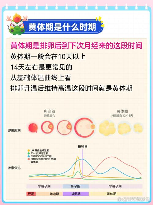 黄体期性欲会下降吗