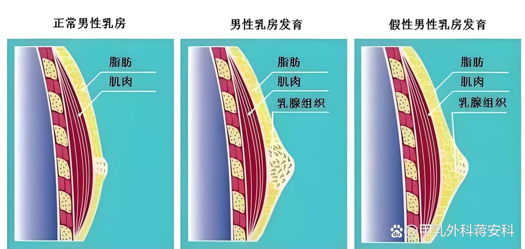 性欲低和男性乳房发育有关吗