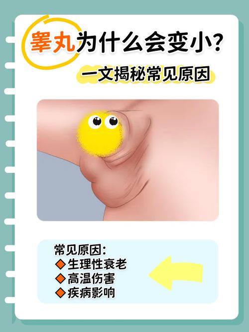 睾丸体积小影响生育吗
